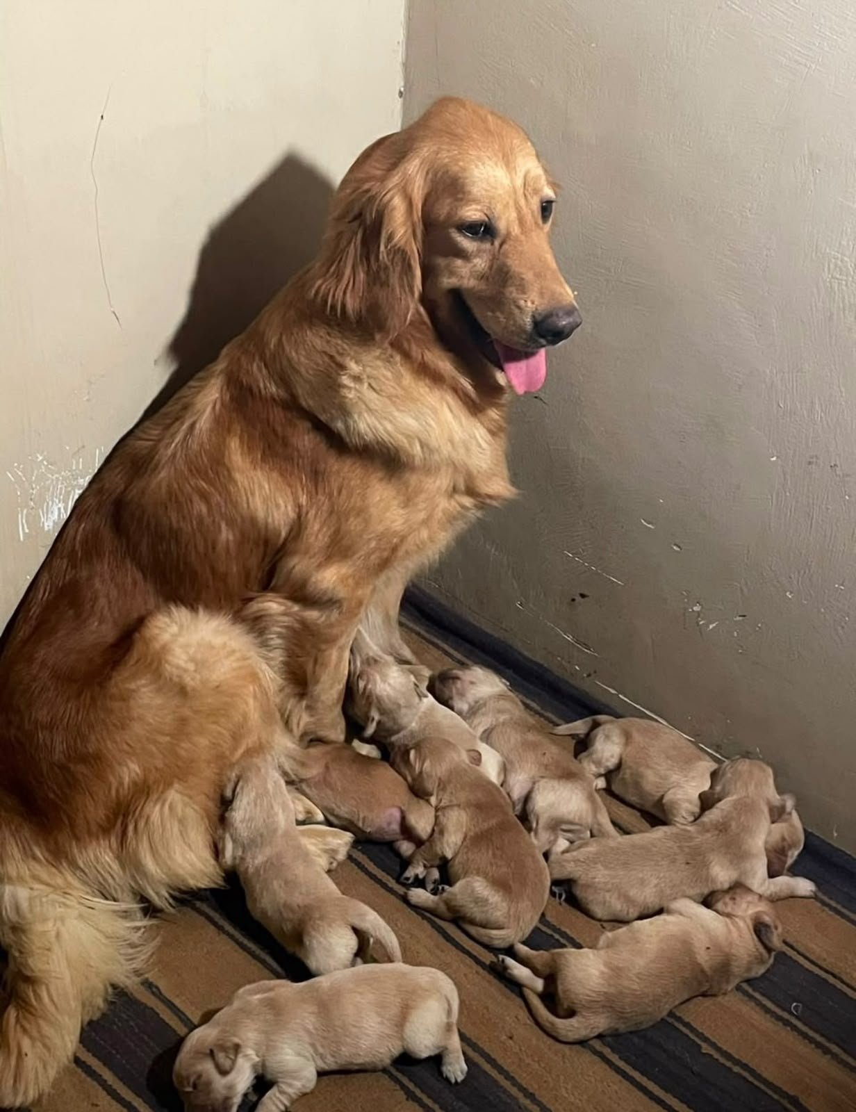 Golden Retriever angle 6